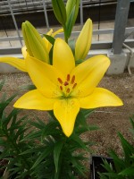 [5052 Scipione No02.JPG]